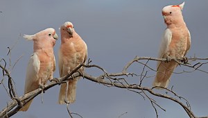 Cockatoos Love To Dance, Showing Off 30 Different Moves That Some Combine In Unique Ways