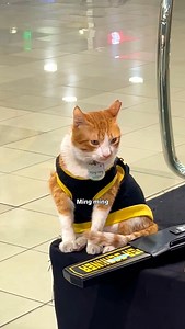 Best Security Officer goes to.... The Security Cat on duty, Mingming! 🐱 | Kelvinmarkulit