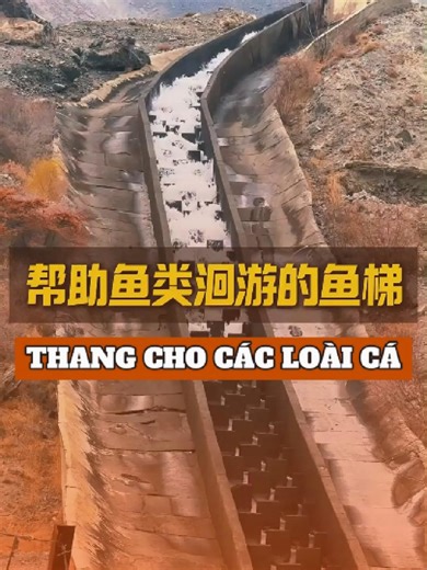 Khám Phá Thang Cho Cá Độc Đáo
