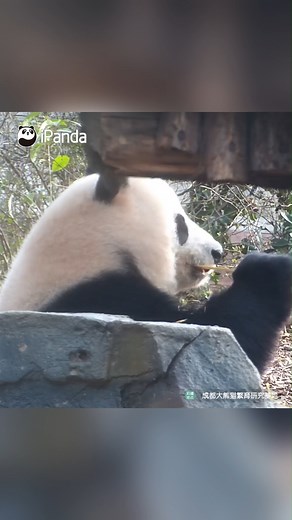 Today's pandas are apparently more cooperative than yesterday, except... Guessing game: When will panda Xiao Yatou show a full face to the cameraman? #HiPanda #ChengduPandaBase #PandaMoment #PandaOfToday For more panda information, please check out: https://en.ipanda.com | iPanda