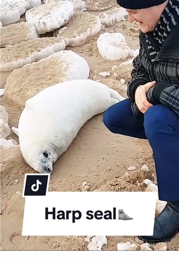 Why harp seals squeal?!#animals #harpseal #fyp #tiktok #funnyvideos
