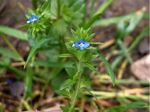 Veronica arvensis - Alchetron, The Free Social Encyclopedia