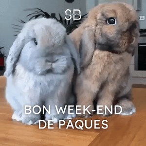 C'est une fin d'émission pour l'équipe de la semaine! On vous souhaite un beau week-end de Pâques. 🐇✨ | Salut Bonjour