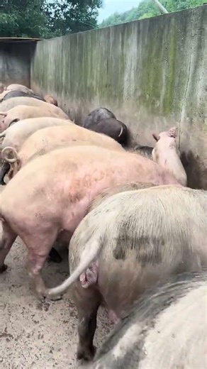 Pig Farmer Safely Loading Pigs into a Truck | Educational Purpose Only
