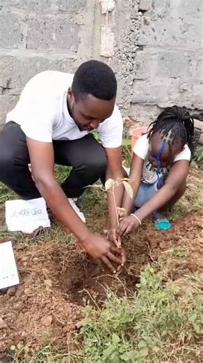 Happy National Tree Planting Day! Let’s sow the seeds of change together. 🌱🌍 #RootingForChange #GreenNation | Konnect News