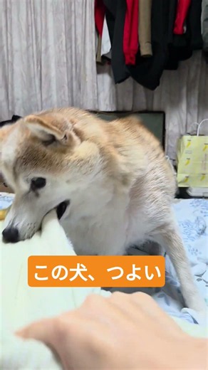 遊んでほしい犬VS飼い主 ※汚部屋注意 #柴犬 #shibainu #shorts