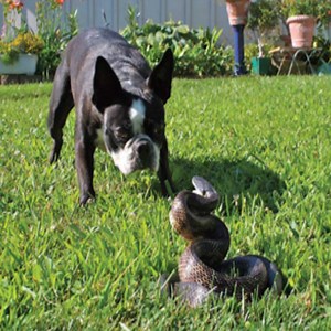 The fate of the snake when meeting evil dogs..... Snake Farm | Snake Farm