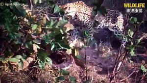 Stupid Python Tries To Swallow Porcupine & 45 Moments Predator Messed With Porcupine