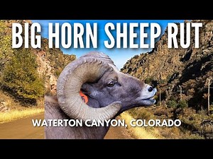 🐏 4K Nature Documentary: Wild Ram Battle: Big Horn Sheep Clash in Waterton Canyon