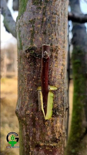 Apple tree grafting methods #budding #grafting #gardening