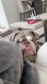 “English Bulldogs Doing the Most Confusing Things! 😂 | Funny Bulldog Behavior Explained”