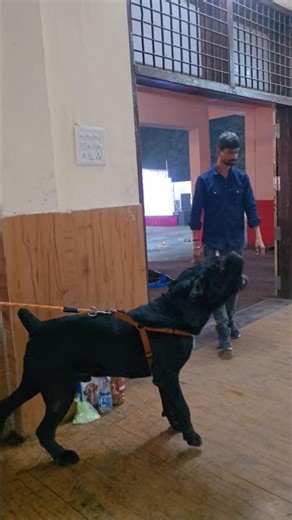 Pitbull V's cane corso #dog #shorts #pitbullfacts #pitbull #amazingfacts #facts #fact #knowledge