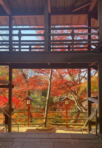 渋谷から20分でこんな絶景紅葉スポットがあるなんて🫢 天気が良いと富士山も見えます！散り際だったけど美しかった🍁 #紅葉 #東京観光 #tokyo