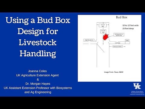 Using a Bud Box Design for Livestock Handling