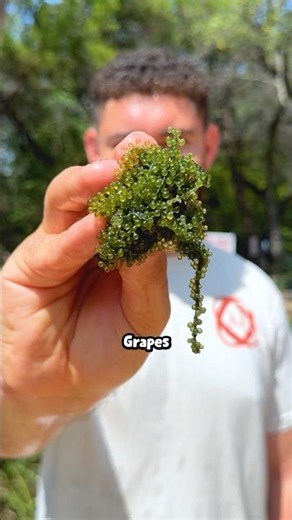 Coca Cola vs Sea Grapes