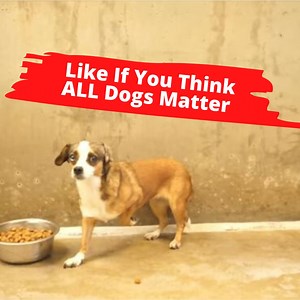 10K reactions · 5.4K shares | Meet Blossom. She and 160 other dogs were rescued from one house, one of the worst hoarding situations I've ever seen. This heartbreaking story DOES have a happy ending. Please hit that thumbs up button right below the video to support the work we do. I'm a Pet Rescue Advocate and use video to help find dogs their forever homes. The more awareness we get, the more support and the more dogs we can find their forever homes. Thank you! | Rocky Kanaka | Facebook