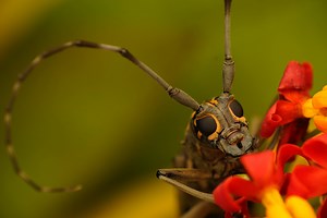 Scalable Passive Cooling Film Inspired by Longhorn Beetles — Innovation — AskNature