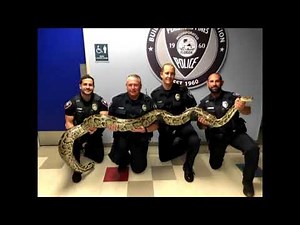 A whole lot of NOPE! A 12-foot Burmese Python captured