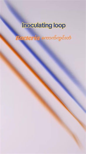 Inoculating loop(or) spreader (ဘက်တီးရီးယား ကောက်ကွင်းတံ) #DrEiEiAung #ဒေါက်တာအိ #laboratoryequipment