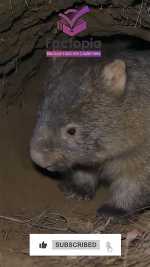 Wombat – The Toughest Cute Animal You’ve Never Heard About