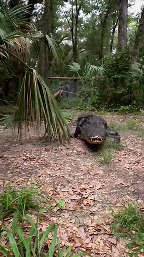 Gator chase!! Since everyone loved George’s scream so much, here’s the rest of that video😂 don’t worry buddy, cameraman lives forever!! This is Stallone the rescue nuisance gator, this is NOT a normal natural behavior but a direct result of being fed by humans and a great example of exactly why it is illegal to feed alligators in Florida. This is not a normal hunting response. This is a feeding response that he has learned over time and really exemplifies the dangers of feeding wild alligators 
