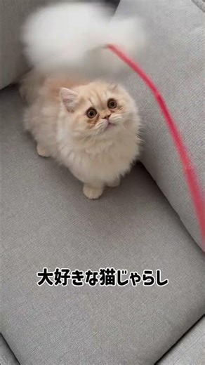 超かわいい全力猫じゃらしあそび #ねこのいる生活 #猫 #kitten #ねこ動画 #ミヌエット #cat #kitty #ねこじゃらし #ほのぼの #shortvideo