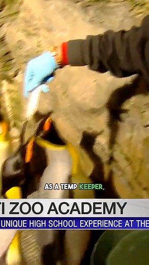 🚨Attention!🚨 There is a high school inside the Cincinnati Zoo that teaches you how to be a zookeeper! It’s called the Zoo Academy. Thank you Keeper Rickey for telling us about it. #zooacademy #zooschool #blackhistorymonth #blackzookeeper #junglejordan23 | Jungle Jordan