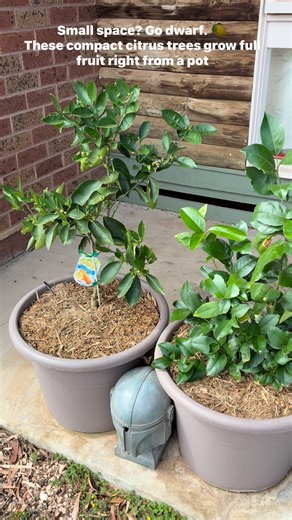 A little sunshine, a little patience — that’s all it takes.�These Lemonicious and Valencia dwarf trees prove even the smallest space can bear fruit. 🍋🍊�Simple, compact, and full of life. 🏷️ Hashtags:�#GroundedRoamer #DwarfCitrus #ContainerGarden #SimpleLiving #SmallSpaceGrowing #GardenLife | Grounded Roamer