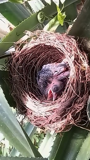 170 reactions · 12 comments | Baby birds are attacked by ants again #iyhalhabiba #animals #birds | Iyhal Habiba | Facebook