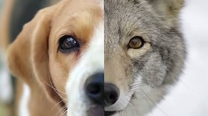 Why Do Dogs Sniff Each Other's Butts? | Britannica