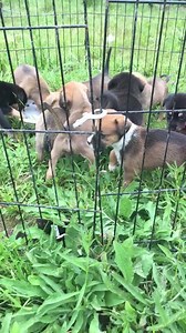 4.7K views · 88 reactions | Summer Fun!!! You'll notice Beach Towel, in front , whining, saying "pay attention to me" These pups are one of the biggest reasons I don't have people come and choose a pup... that behavior is often mistaken for "she chose me!" So even at 5 weeks they start to display hints of who thay are! If this behavior continues she will not go to a first time dog owner home! | Oops! Puppies | Facebook