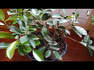 HOW TO FERTILIZE KALAMANSI TREE USING HOMEMADE COMPOST | PAANO MAG-FERTILIZE NG CALAMANSI [ENG SUB]