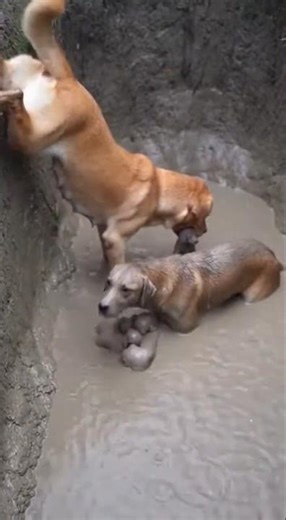 Bruno the Brave Labrador Saves Mother Dog & Puppies from Deadly Mud Pit– Emotional Rescue #cut #pets