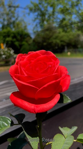 Coral Roses A sunny and bright color that represents desire and excitement a perfect for those who are starting new. #roses #garden | KaikoM