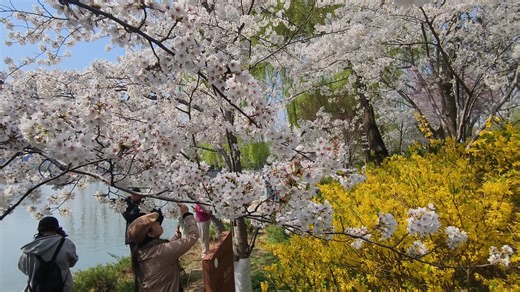 手机随拍之看樱花烂漫且北京玉渊潭赏花正当时，从湖北岸漫步走追寻春天的气息