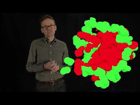 Lecture 04, concept 08: Protein folding is initially a hydrophobic collapse
