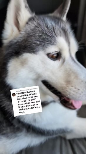 Traveling with Three Dogs: Finding Dog-Friendly Accommodation