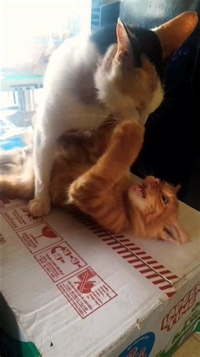 Kesayangaaannnn | Cats Videos | Kucing Lucu #cats #cutecats #catvideos