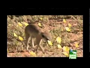 Meerkat Manor -- S1 -- E13 -- Moving On (PART 1-2)