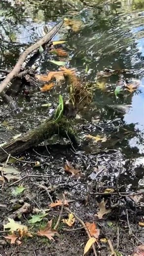 More of the bat climbing out of the pond.
