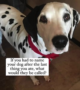 Molly the Fire Safety Dog on Reels