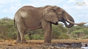 868K views · 39K reactions | Make way for the majestic big tusker! Great Plains Conservation #elephant #bigtusker #bigfive #bigfivesafari #gamedrivesightings #animals #zebra #waterhole #wildanimals #wildlife | Africam | Facebook