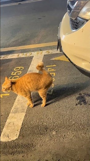 Funny Orange Cats Peeing On Cars And Bikes 🐈