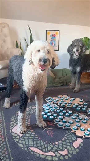 Where's Bunny's Ball?!? | Whataboutbunny