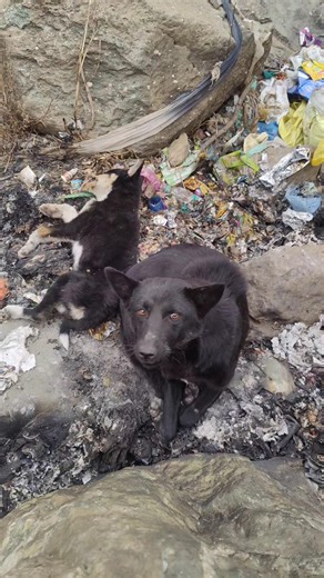 #dog a dead baby dog with mother #emotional #mother son love 😭
