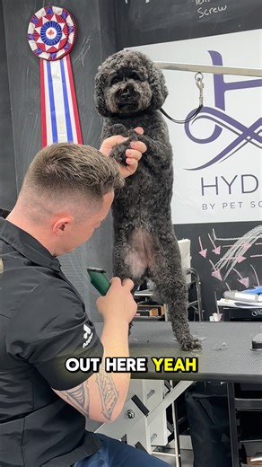 𝗦𝗮𝗻𝗶𝘁𝗮𝗿𝘆 & 𝗕𝗲𝗹𝗹𝘆 𝗚𝗿𝗼𝗼𝗺𝗶𝗻𝗴 𝗧𝗶𝗽𝘀 𝗘𝘃𝗲𝗿𝘆 𝗗𝗼𝗴 𝗚𝗿𝗼𝗼𝗺𝗲𝗿 𝗡𝗲𝗲𝗱𝘀! 🐾 Clipping a dog’s sanitary or belly area is all about comfort, not speed. James shows how to keep it safe, hygienic, and stress-free for every dog: ✅ Use the right blade : never shorter than the template (no 15s, 30s, 40s) ✅ Sensitive areas? Try a 7F or 5F to prevent irritation or rashes ✅ Optional: a touch of talcum or baby powder to calm tingly skin ✅ Keep elbows and body supported : gentle s