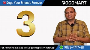 78 reactions · 3 comments | Top 12 Dog Breeds For First Time Owner | Best Dog For Beginners (Puppy For Newbies) Baadal Bhandaari For any help related to dogs/puppies, please whatsapp on 9878474748 Or visit us at dogomart.com #dogomart #baadalbhandaari #dogsyourfriendsforever #behaviourist #breeders #breeding #dietandgroomingconsultancy #consultancy #bestforyourdog #dog #doglovers #pets #pottytraining | Dogs Your Friends Forever | Facebook