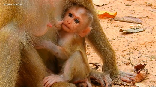 6K views · 61 reactions | Baby monkey near milk but mom no give | Monkey history 2024 | Facebook
