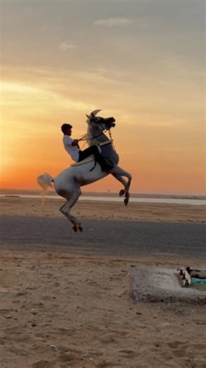 عوداً حميداً بعد انقطاع 😇😇. #explore #خيل_وخياله🐎 #fyp #خيل #غسان_الجهني #رقص #خبال