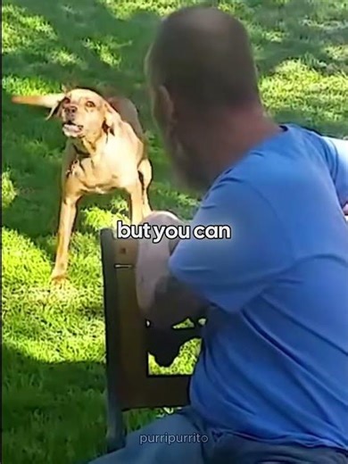 Dog reunited with his owner but didn't expect this! 🐶